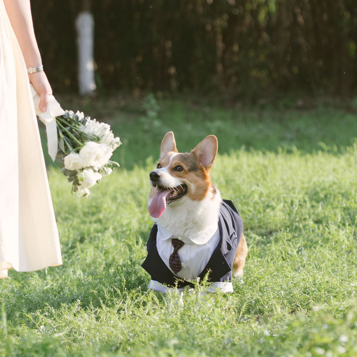 Dapper Dogs: Styling Your Pets in Dog Suits and Ties for Special Occasions | Paws2Q