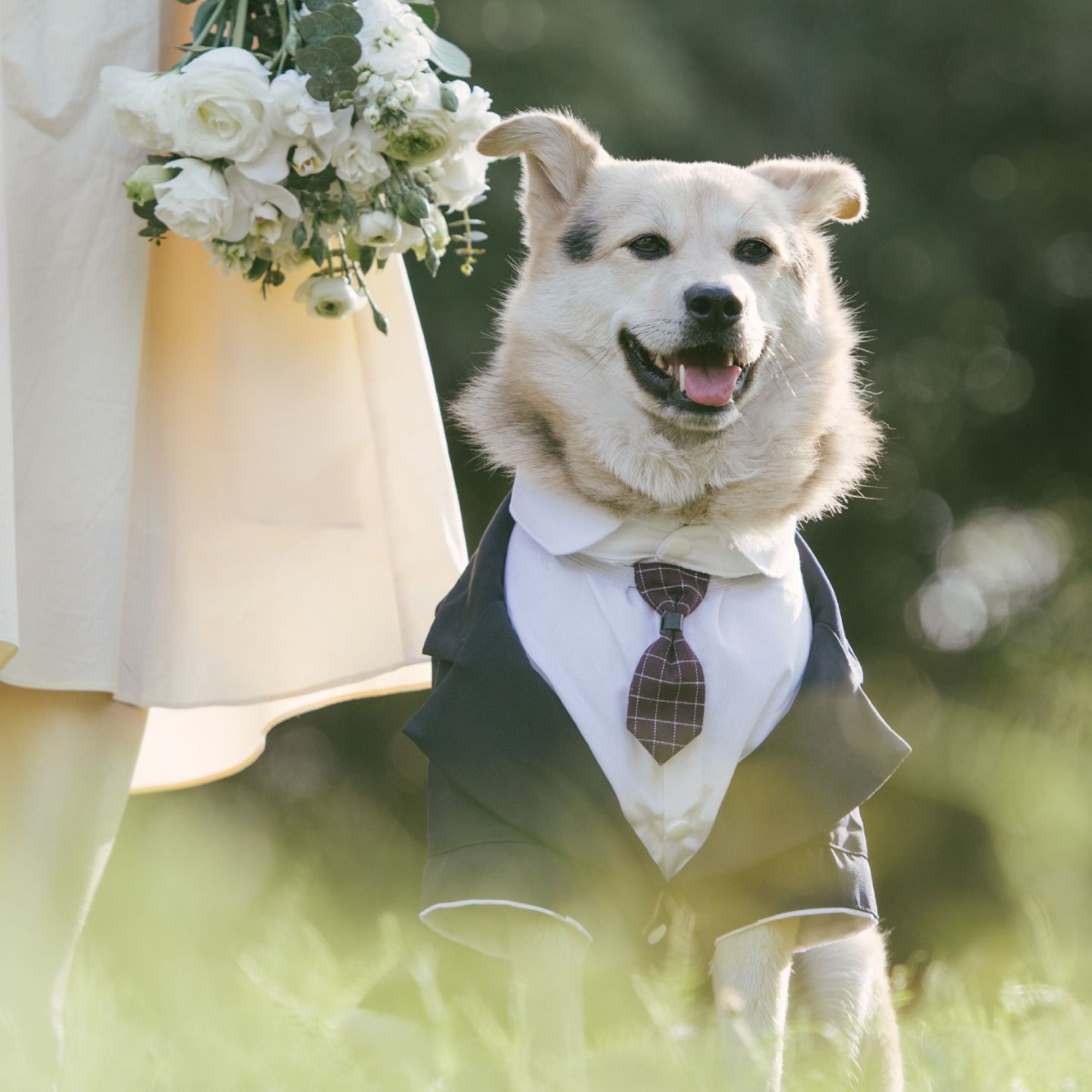 Dapper Dogs: Styling Your Pets in Dog Suits and Ties for Special Occasions | Paws2Q