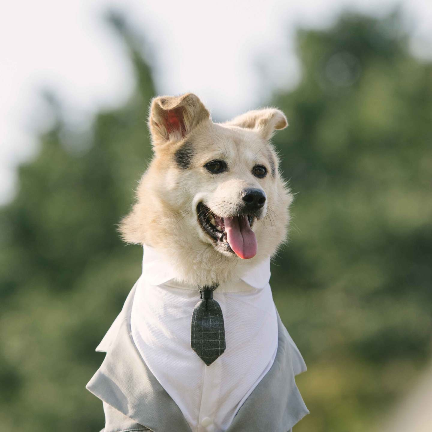Dapper Dogs: Styling Your Pets in Dog Suits and Ties for Special Occasions | Paws2Q