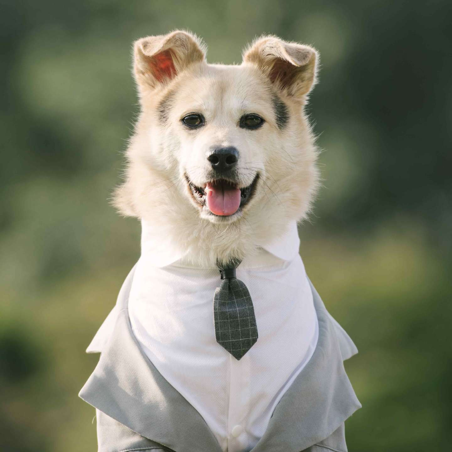 Dapper Dogs: Styling Your Pets in Dog Suits and Ties for Special Occasions | Paws2Q